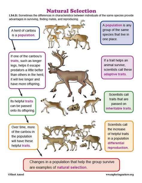 anima selection a|examples of natural selection animals.